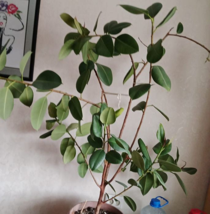 Продам фикус, большой