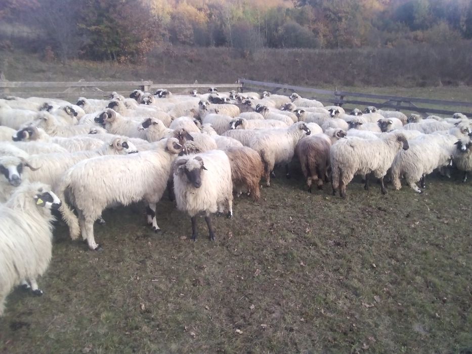 De vąnzare oi țurcan