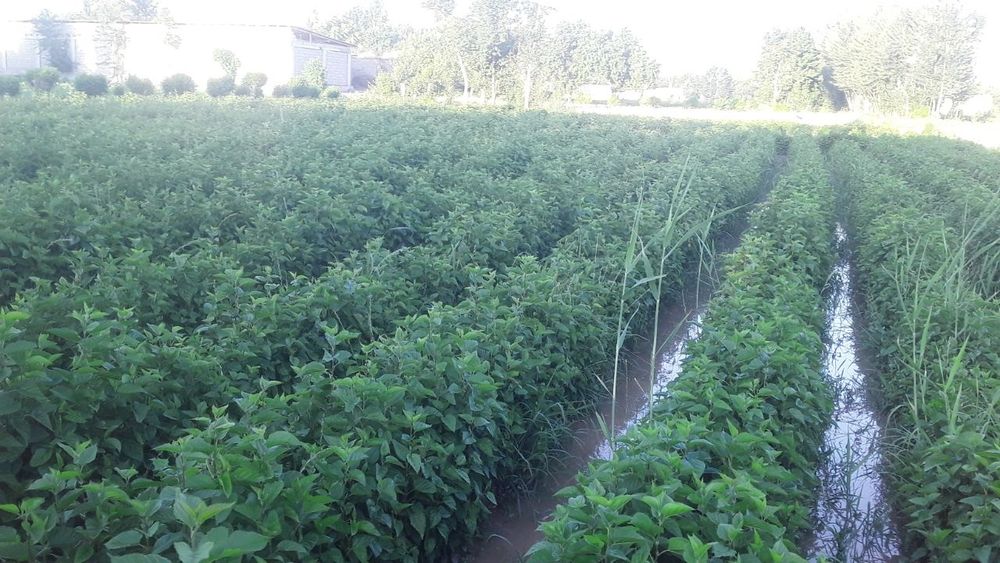 Tut koʻchatlar sotiladi dastavka bor