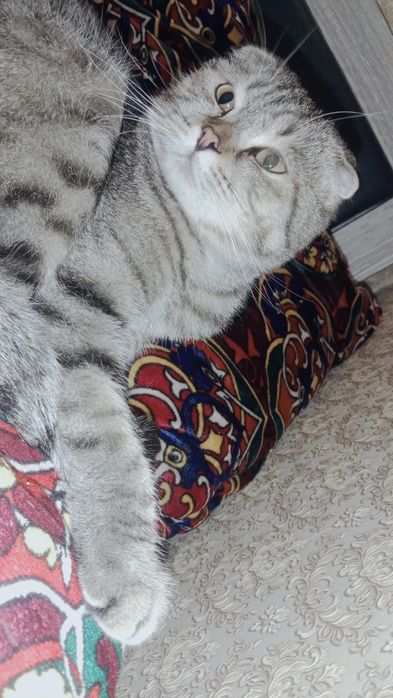 Скоттеш фолд Мальчик 8 месяце