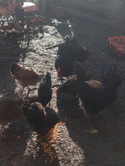 Cocosi și găini australorp