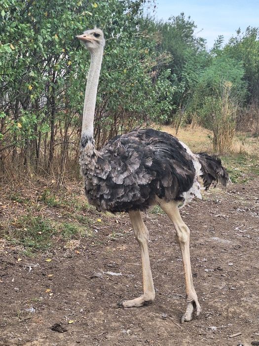 Struț african mascul de vânzare vârstă 1 an