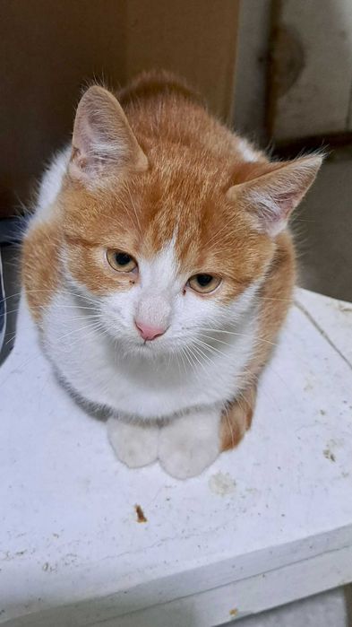 Donez doua pisicute foarte cuminti