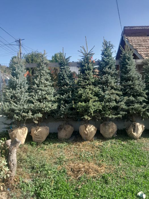 Vând brazi la ghiveci