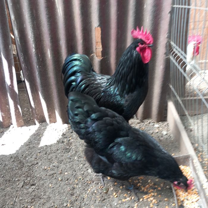 Disponibil o familie australop