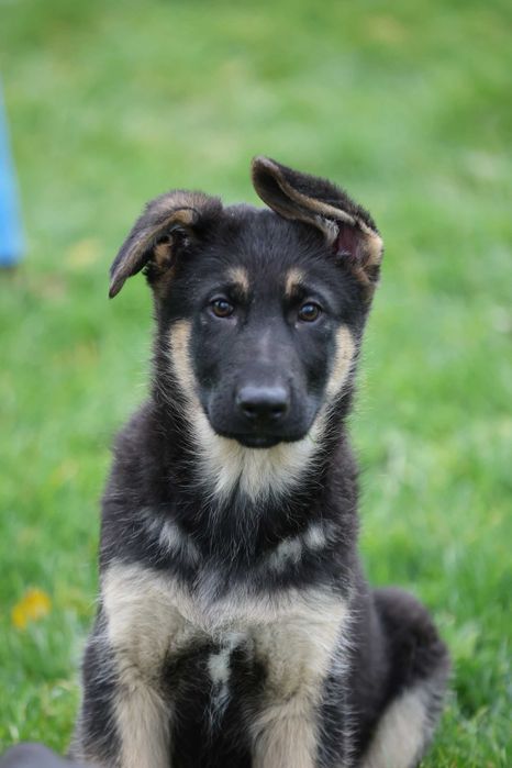 Ciobanesc German bicolor linie clasica de lucru cu pedigree canisa