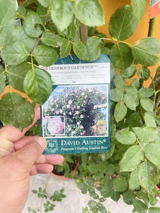 Розы вьющиеся в продаже