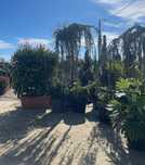 Plante ornamentale aclimatizate
