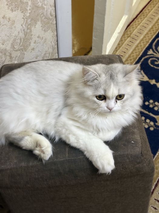 Toza zotli britanskiy mushuk pasportlari bilan sotiladi o’g’il bola