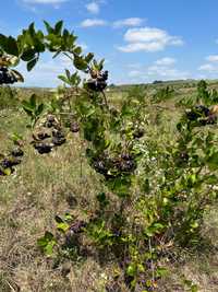 Aronia melanocarpa