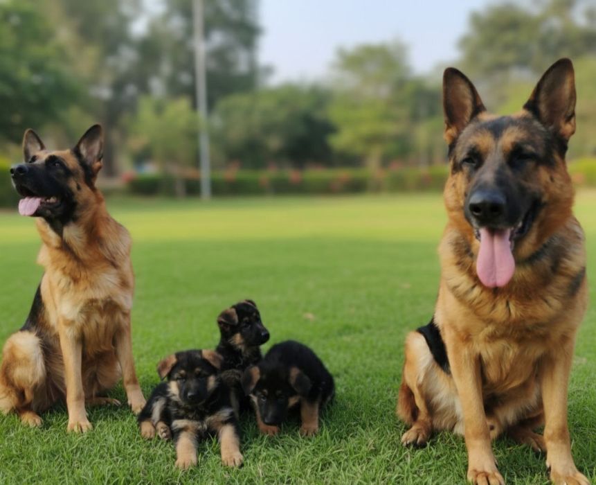 Шенки чистокровной немецкой овчарки