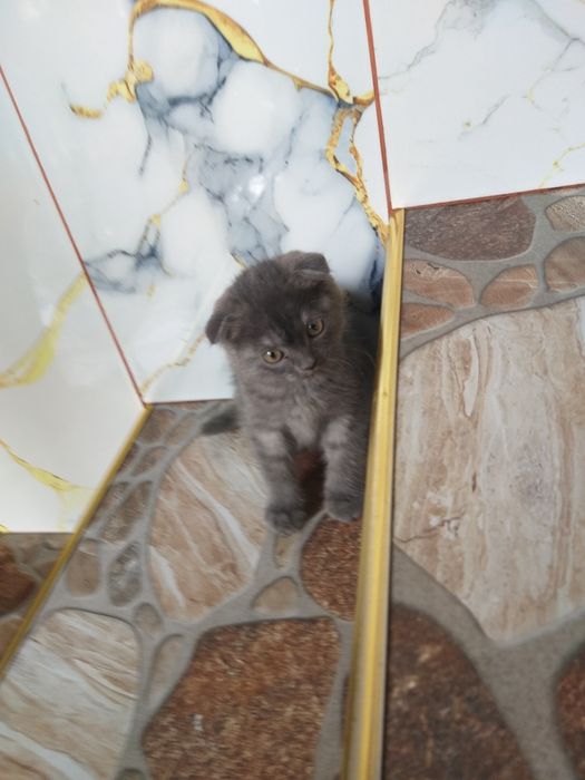 Super aksiya zotdor mushuk sotiladi