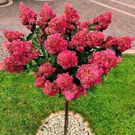 Hortensie de gradina