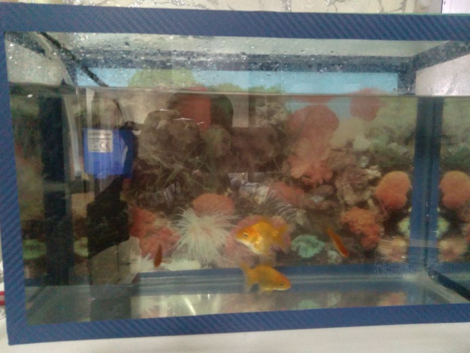 Аквариум золатая рыбка продаю