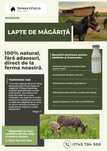 Lapte de măgăriță salcea