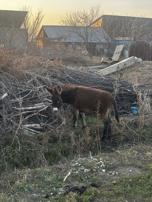 Осел с осленком