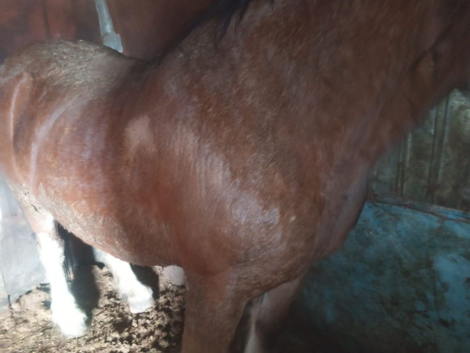 Продам  кобылу , крупную, жирнуюю