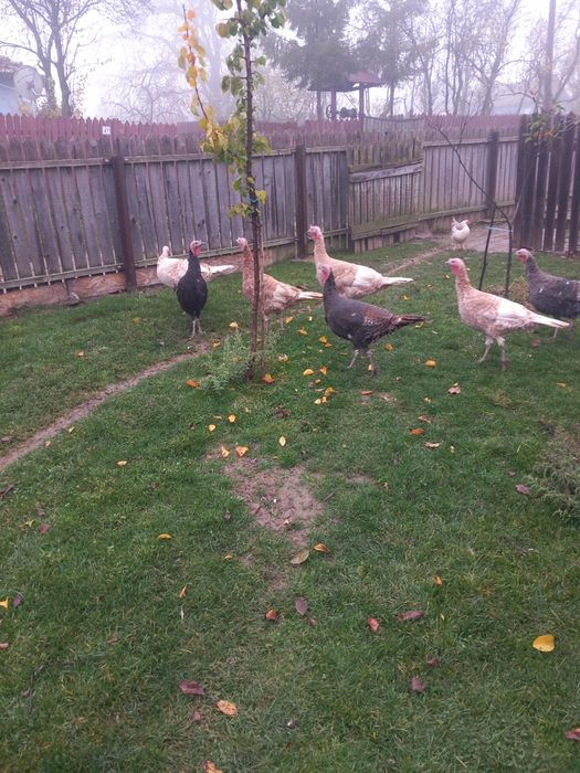 De vânzare,3 curci de anul ăsta