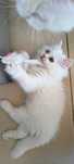 British longhair white