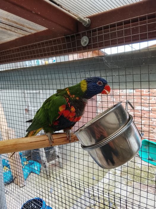 Papagal Lori crescut la mâna