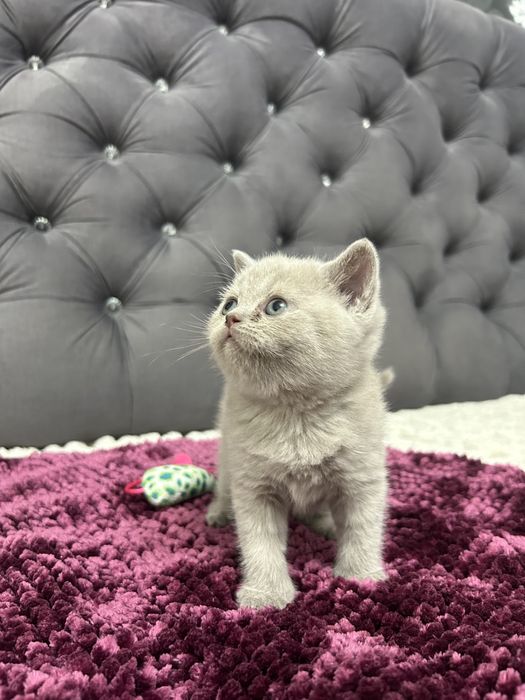 Pisicuță British Shorthair Lila