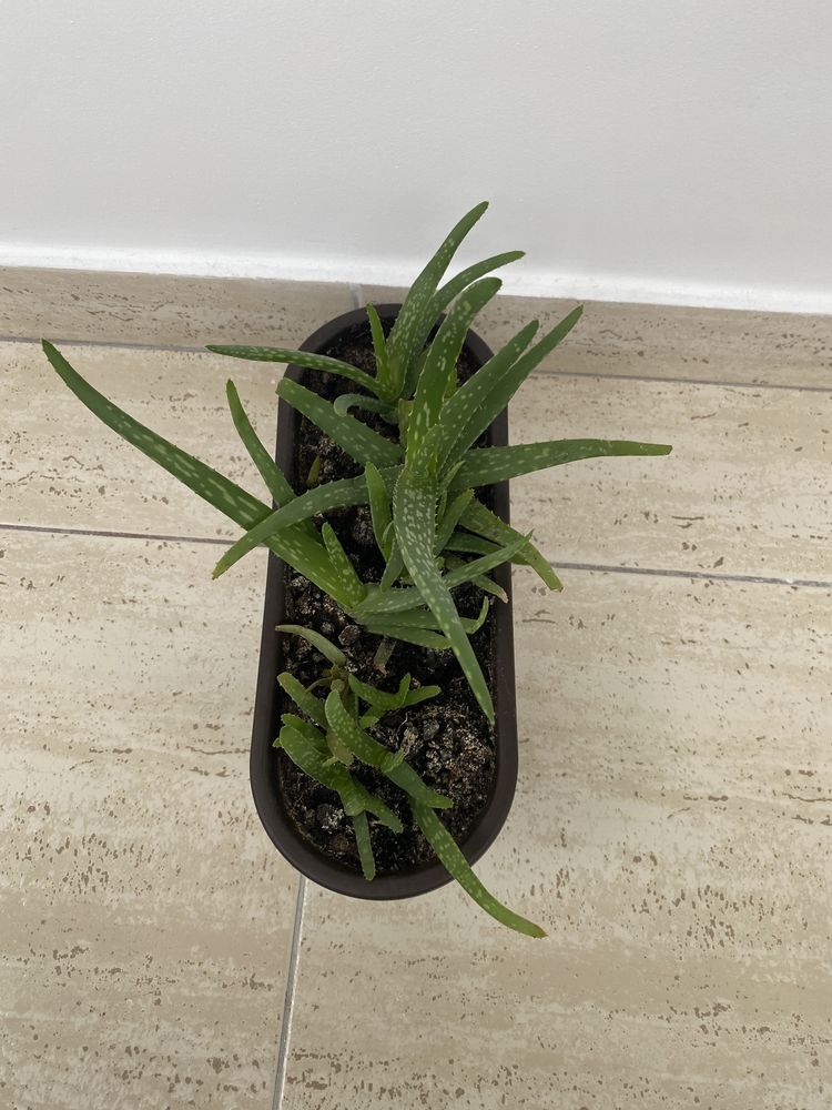 Planta de apartament Aloe Vera Chinensis