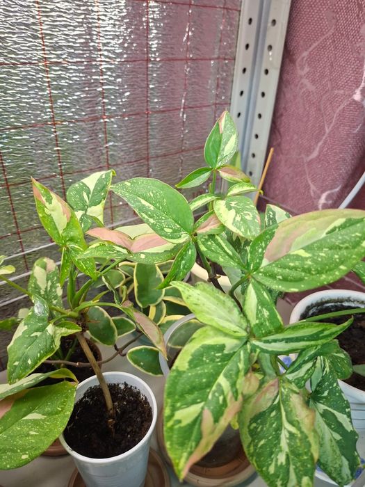 Продам комнатные растения