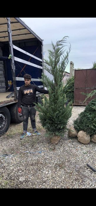Chiparos Leylandii balot ofertă 2.5m