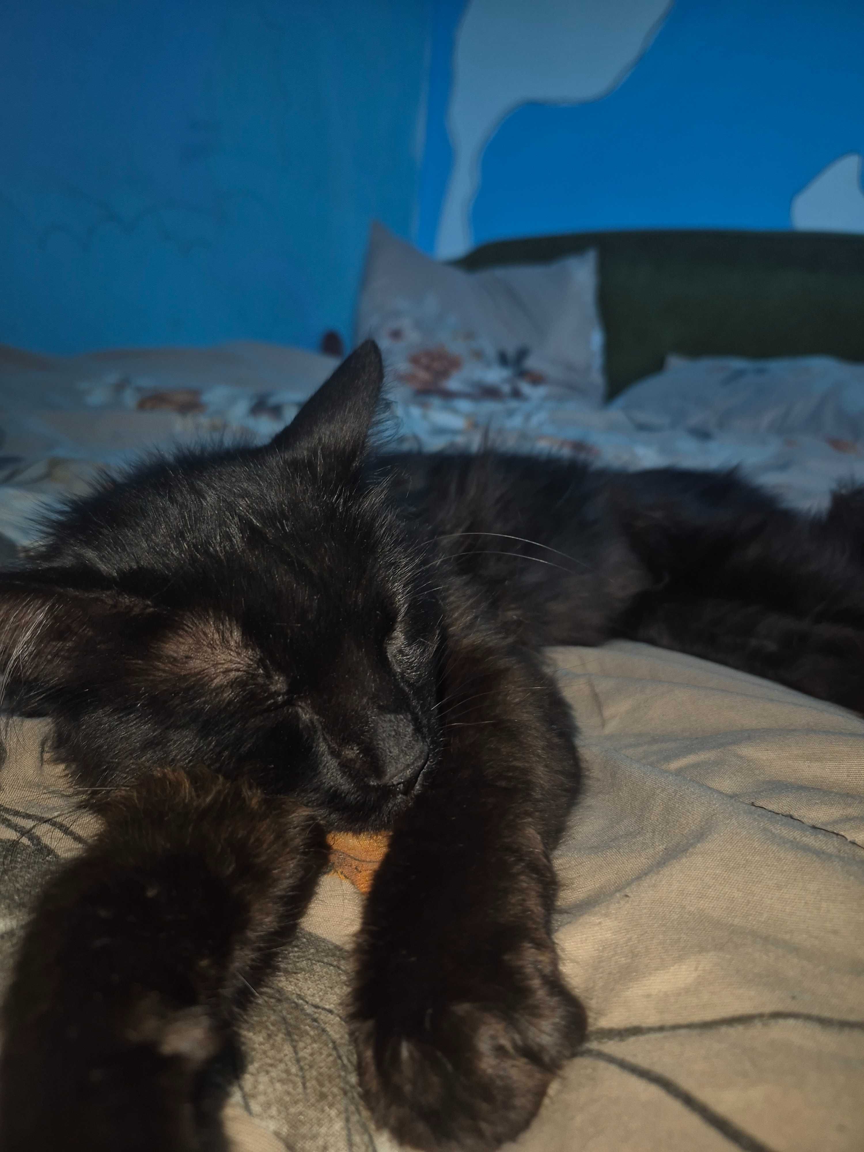 Dau spre adopție motan