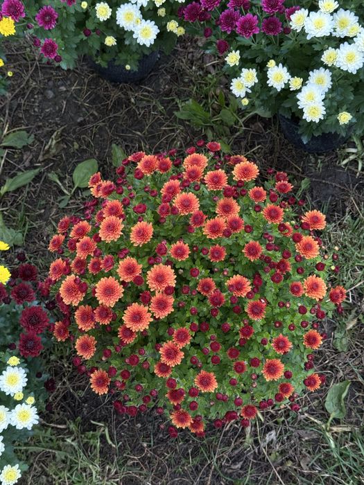 Crizanteme EnGros/Angro de Vanzare