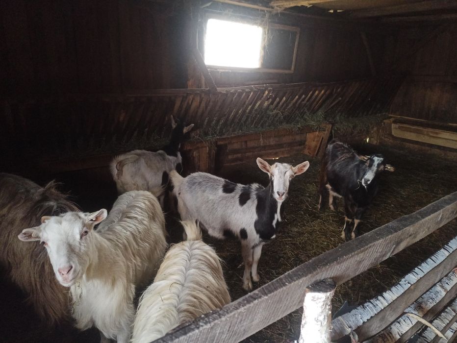 Vând sau schimb capre