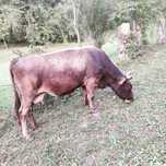 Vaca gestanta in 8 luni