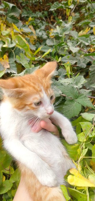 Отдам рыже-белого котёнка в добрые руки — мальчик, ласковый и игривый
