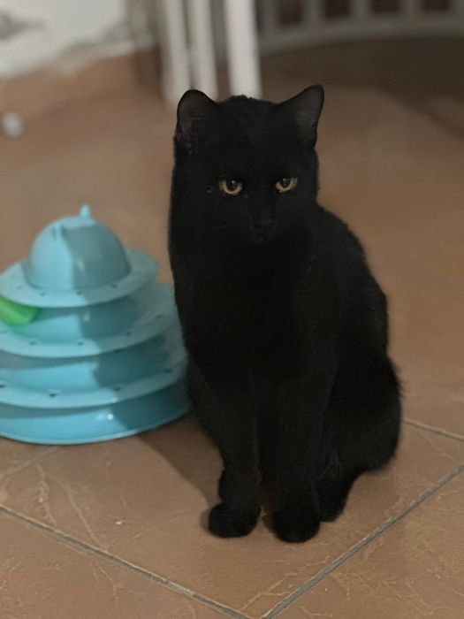 Котенок мальчикподросток породистый в любящую, заботливую семью