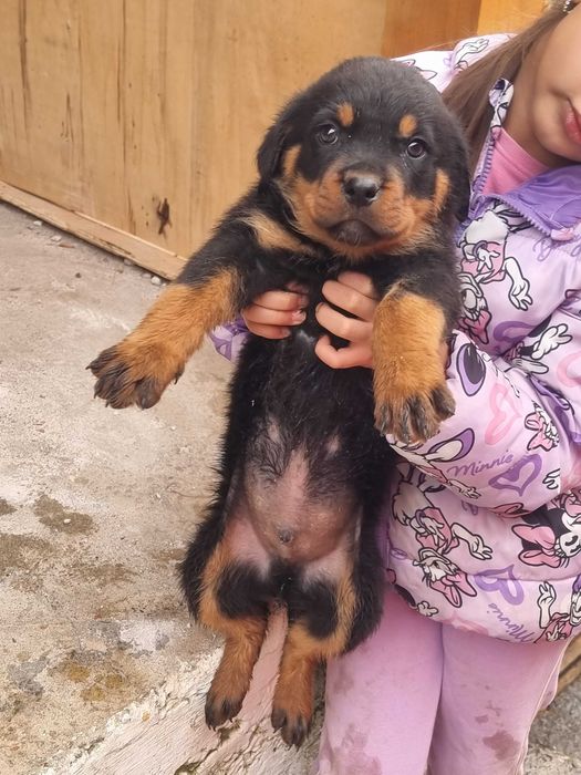 Ротвайлер мъжко 2м