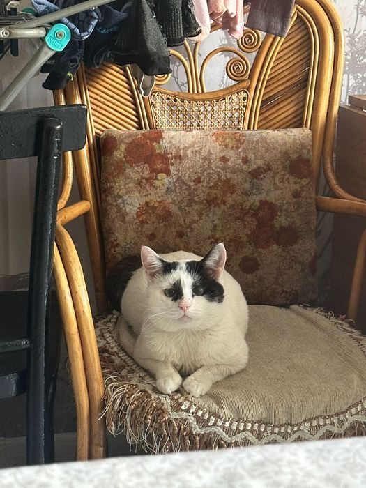 Котик ищет дом и любящих хозяев