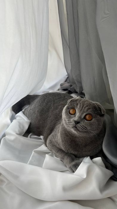 Mushu Scottish Fold