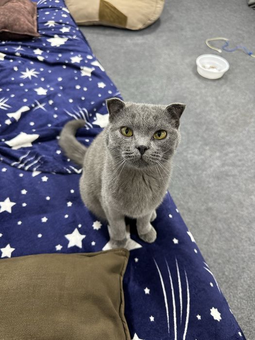 Продается кошка скотиш фолд