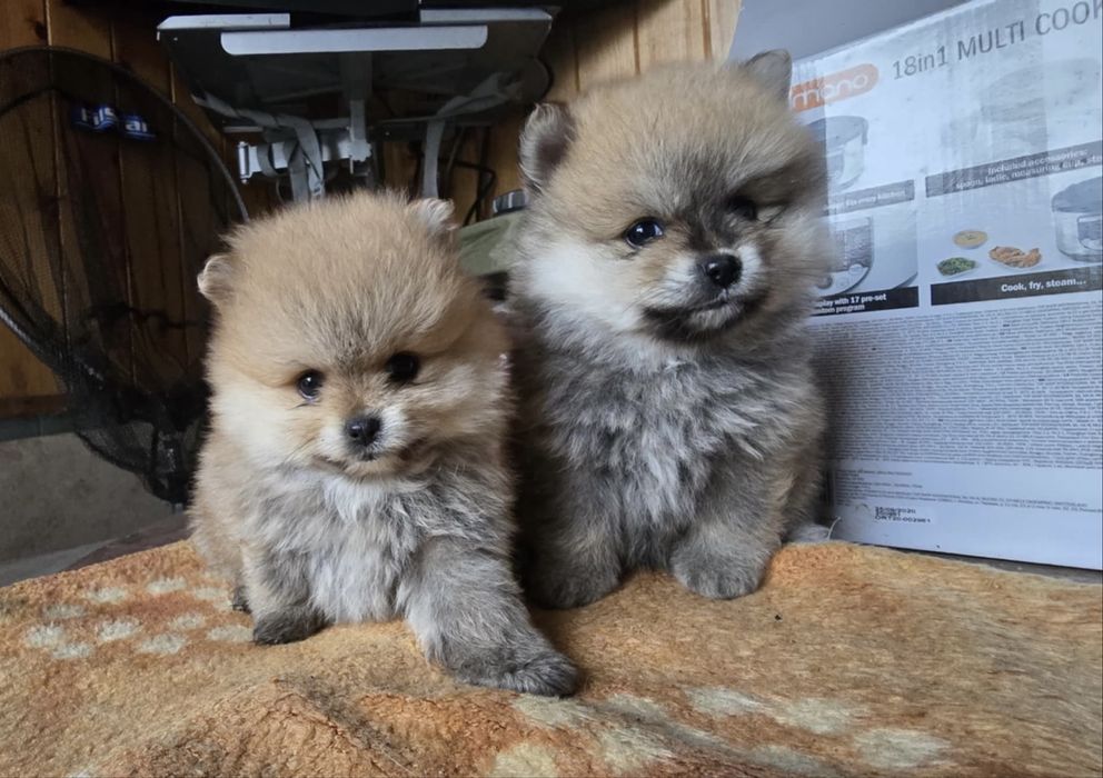 Чистокръвни померани