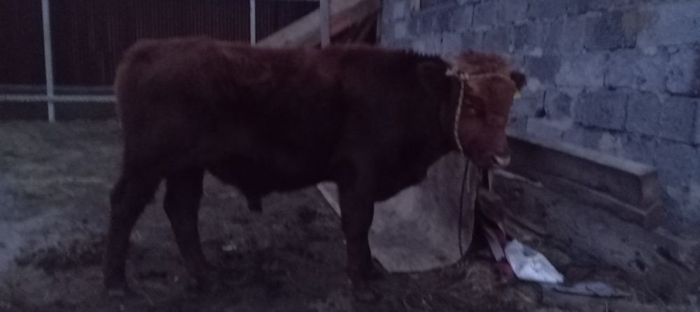 Продается бычок потсос