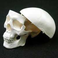 Анатомичен модел на човешки череп