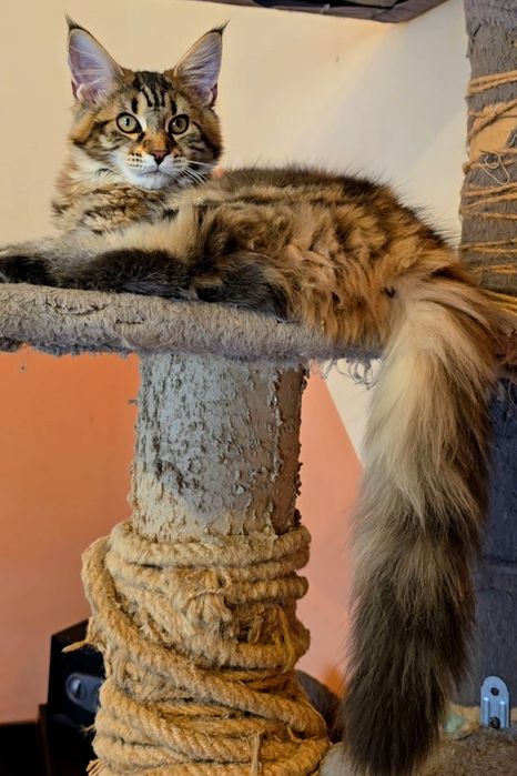 Уникални котенца мейн кун