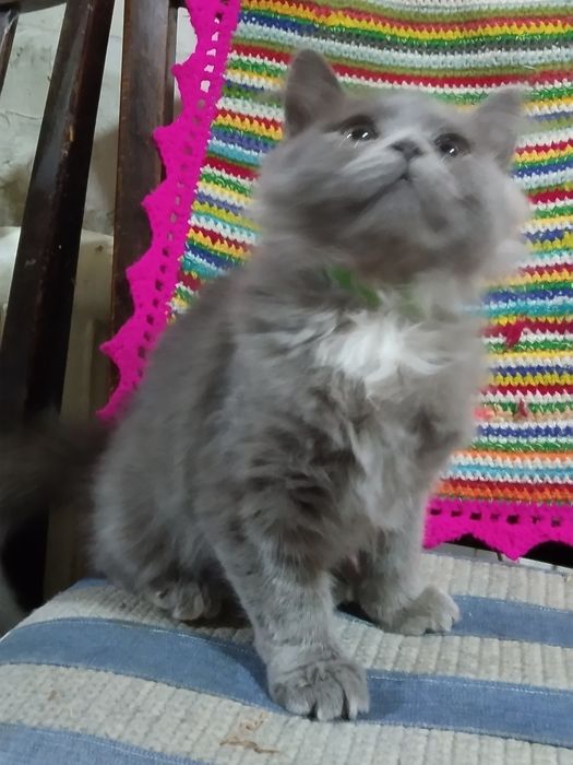 Котенок скотиш страйт