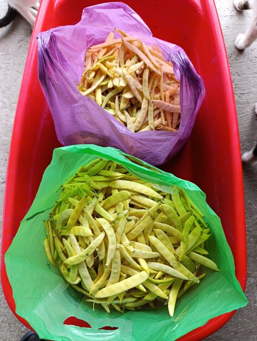 Fasole verde, disponibil 11 kg