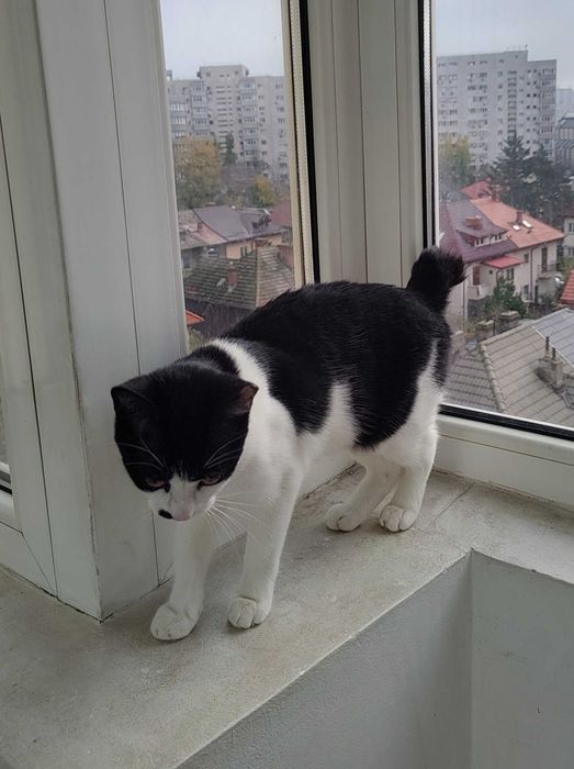 Marlena o pisicuta tuxedo mai speciala