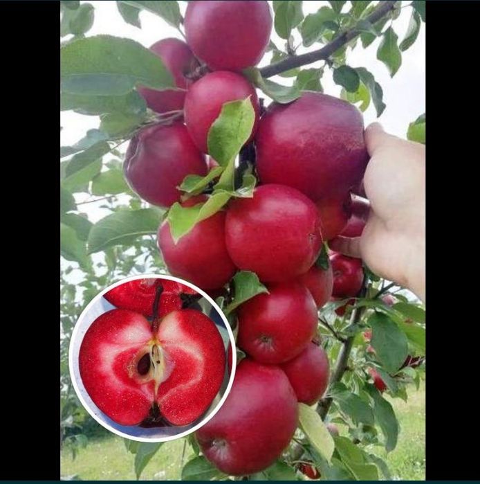 Pomisori columnari altoiti