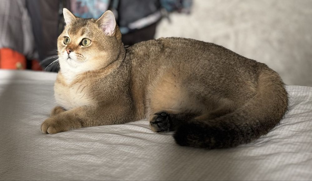 Вязка Кот Шиншилла Золотистый (Don)