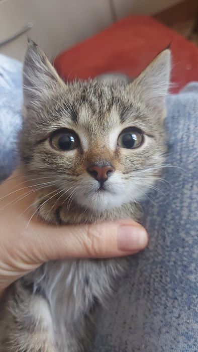 Классный котёнок