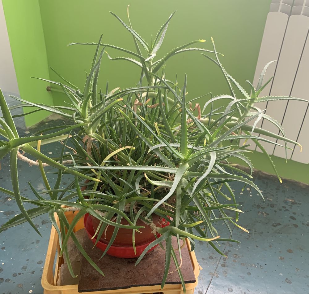 Aloe Vera de 10 ani/dim 80 cm coroana lățime  și 60 cm înălțime