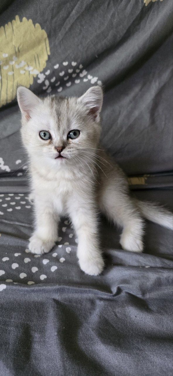 Котята Шиншилы породистые